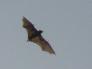 Bats are back